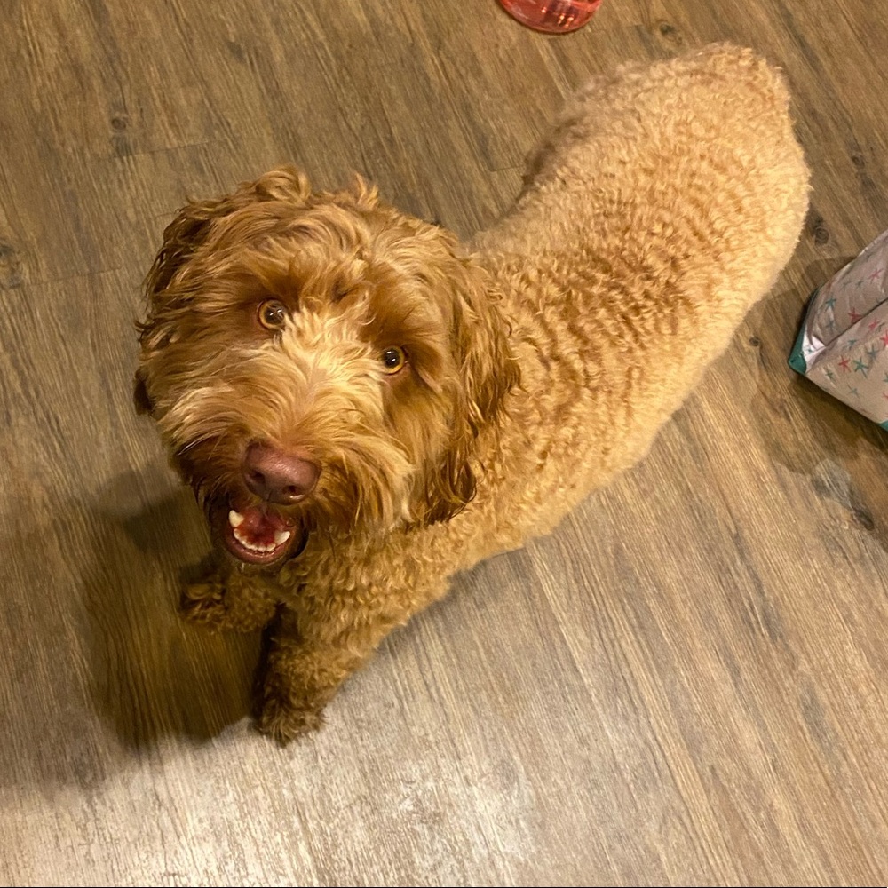 Meet your Posher, Isabelle